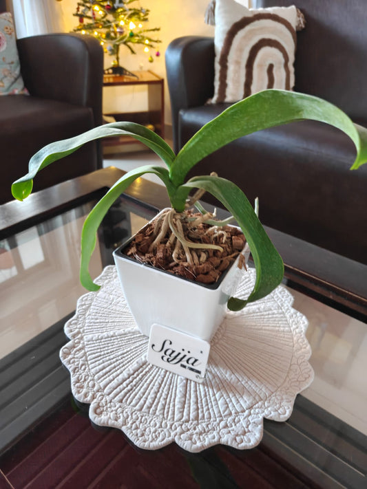 Designer Sajja Cotton Quilted Round Cotton Gray Table Mats Buy online