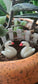 Miniature of Swan Couple - Sajja Garden Nursery