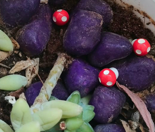 Miniature Red mushroom figurines  Set of 3 - Sajja Garden Nursery