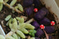 Miniature Red mushroom figurines  Set of 3 - Sajja Garden Nursery