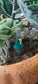 Miniature Star Stone House  Set of 1 - Sajja Garden Nursery