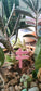 Miniature Pink Wooden Direction Sign  Set of 1 -Sajja Garden Nursery