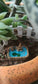 Miniature Artificial Garden Pond -Set of 1 - Sajja Garden Nursery