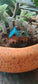 Miniature Resin Whimsy Cottage Figurine Set of 1 piece- Sajja Garden Nursery
