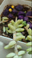 Miniature Yellow  mushroom figurines  Set of 1 - Sajja Garden Nursery