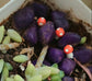 Miniature Orange mushroom figurines  Set of 3 - Sajja Garden Nursery